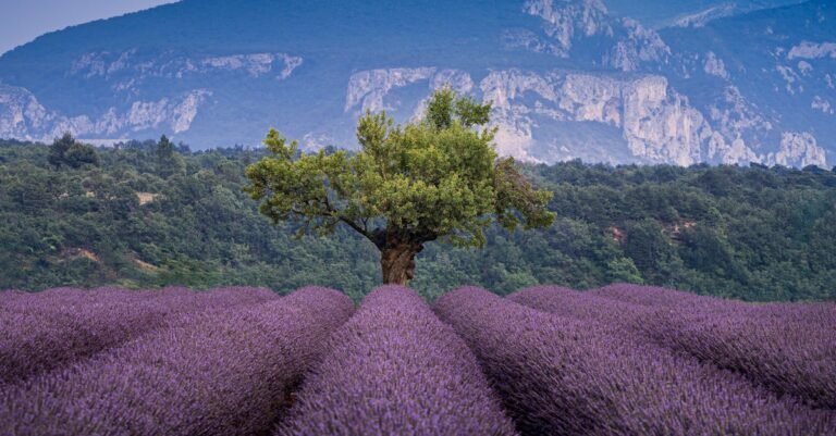 Découvrez notre sélection de 20 plantes résistantes à la sécheresse pour créer un jardin écoresponsable en 2025. Profitez d'un espace vert magnifique et sans souci tout en préservant notre précieuse ressource en eau.