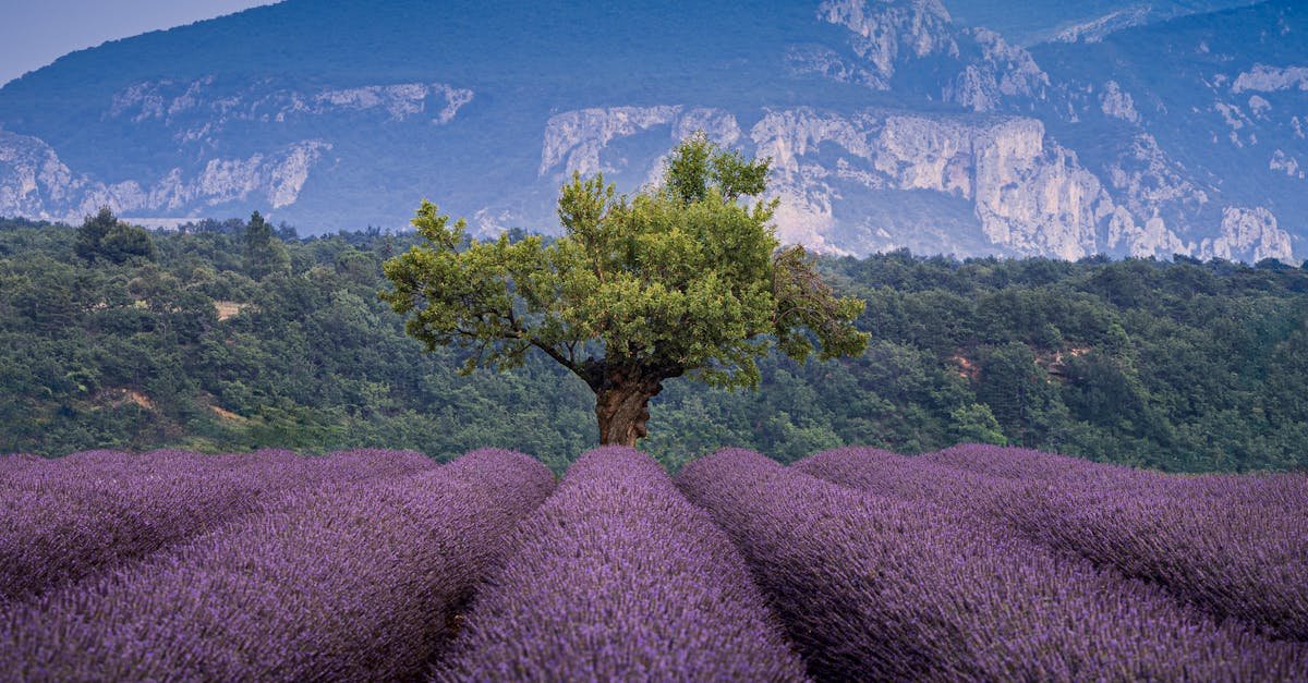 Découvrez notre sélection de 20 plantes résistantes à la sécheresse pour créer un jardin écoresponsable en 2025. Profitez d'un espace vert magnifique et sans souci tout en préservant notre précieuse ressource en eau.