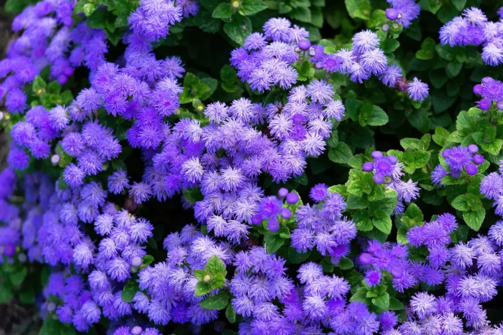 20 plantes résistantes à la sécheresse à adopter dans votre jardin en 2025