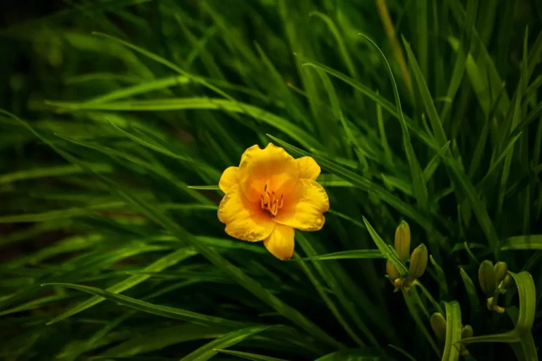 8 solutions écologiques pour éliminer les pucerons en 2025