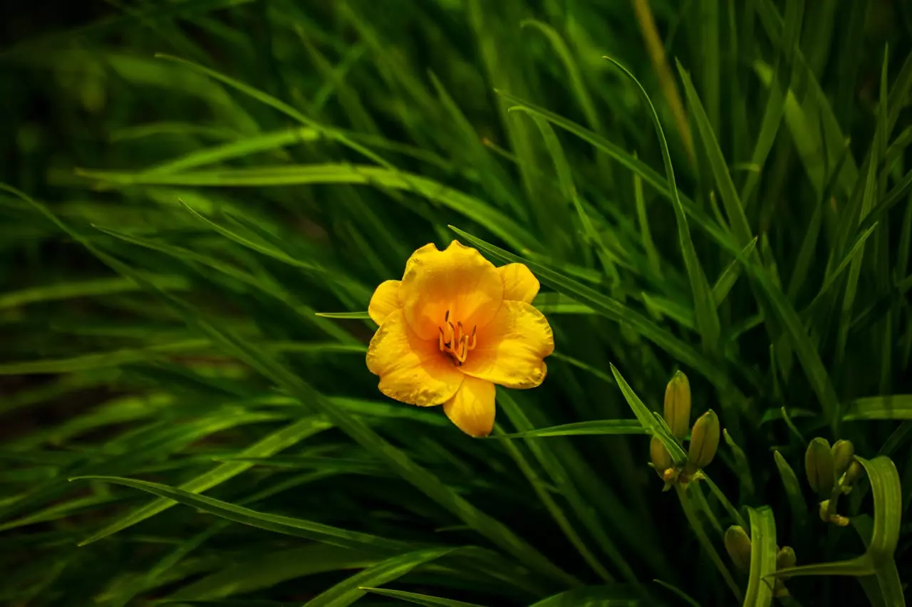 8 solutions écologiques pour éliminer les pucerons en 2025