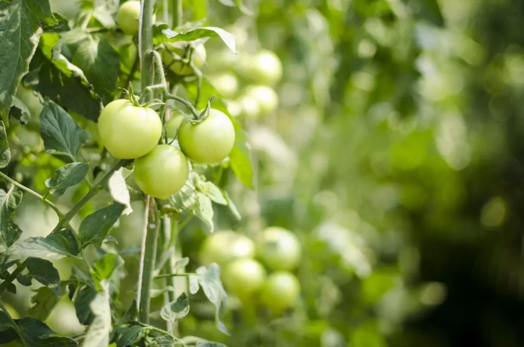 Potager bio sur balcon : astuces et conseils pour réussir en 2025
