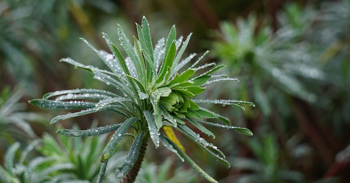 Découvrez notre guide pratique 2025 pour installer un système d’arrosage automatique facilement. Transformez votre jardin en un espace verdoyant et bien entretenu sans effort, grâce à des conseils étape par étape adaptés à tous les niveaux.