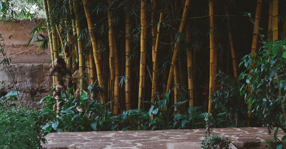 Découvrez 7 astuces futées pour maximiser votre petit jardin urbain cet été en 2025. Apprenez à optimiser chaque centimètre d'espace, à choisir les bonnes plantes et à créer un oasis verdoyant en milieu urbain. Transformez votre balcon ou votre terrasse en un havre de paix.