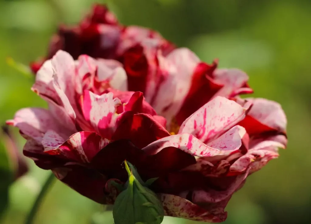 Guide complet pour réussir toutes vos boutures de rosier