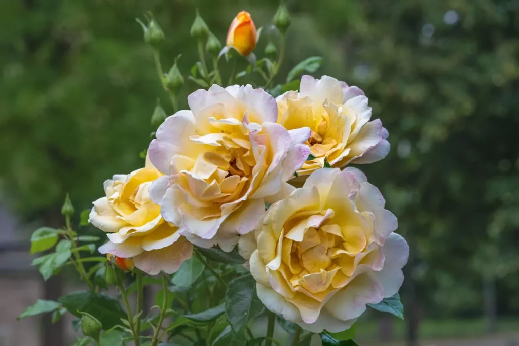 Guide complet pour réussir toutes vos boutures de rosier