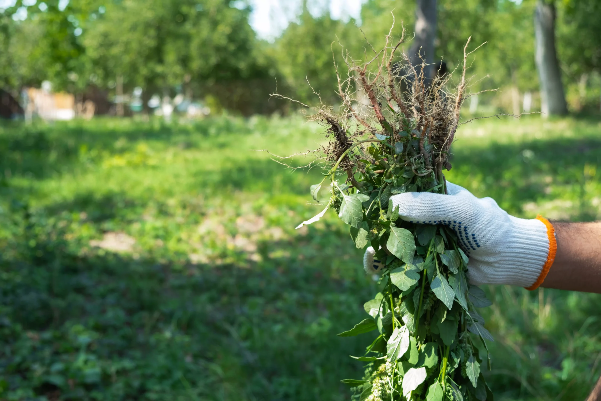 Mauvaises herbes au jardin : méthodes efficaces et naturelles