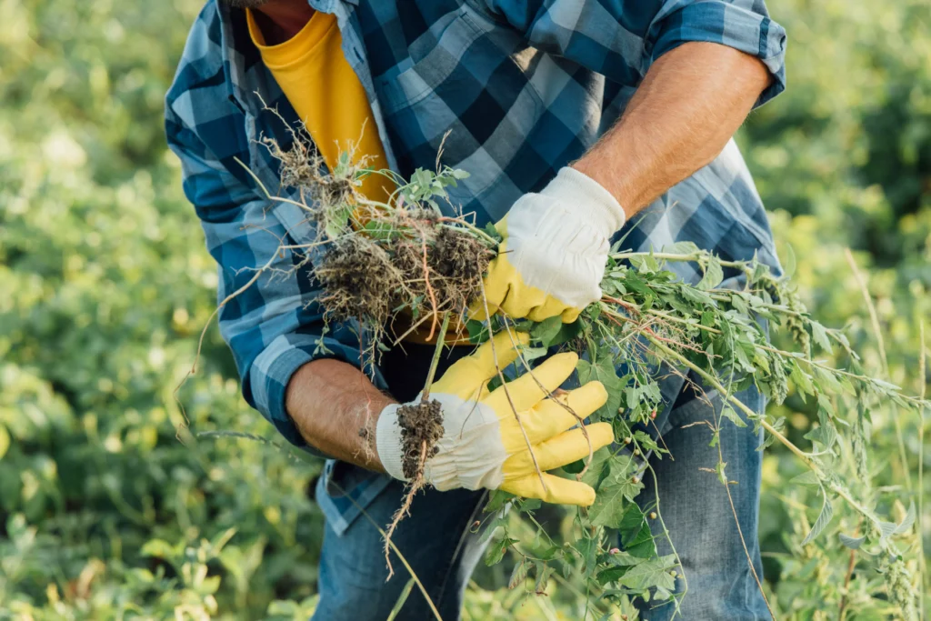 Mauvaises herbes au jardin : méthodes efficaces et naturelles