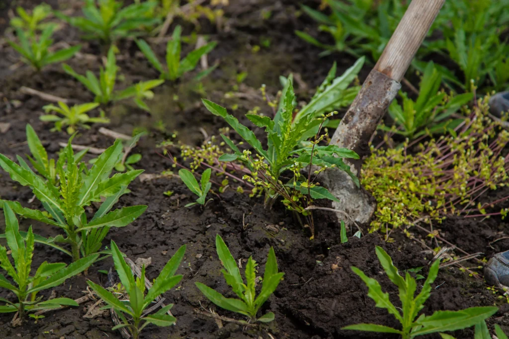 Mauvaises herbes au jardin : méthodes efficaces et naturelles