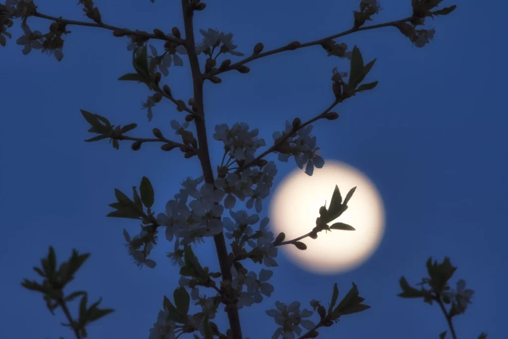 Jardiner avec la lune
