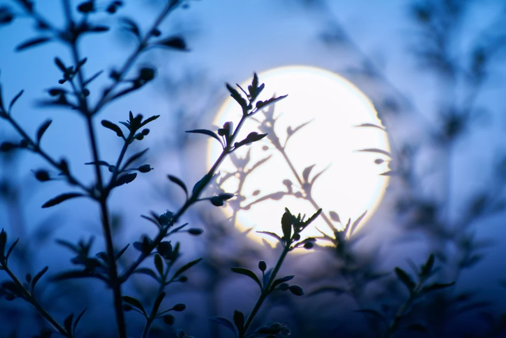Jardiner avec la lune