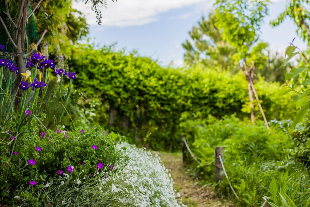 Haie de jardin sans entretien
