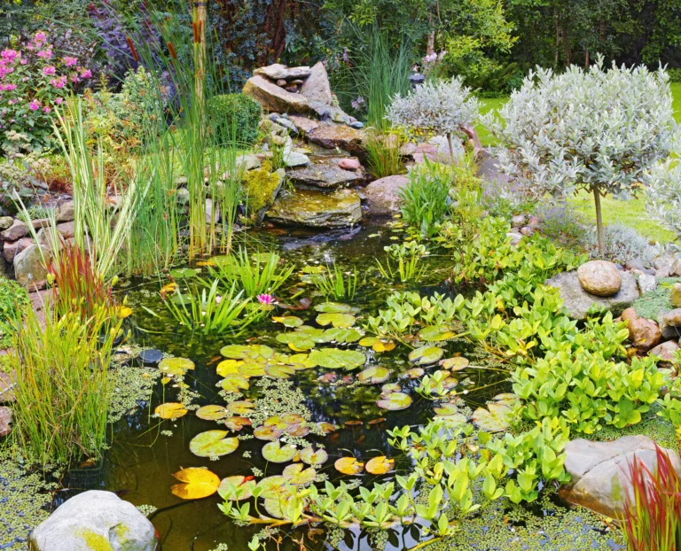 mare de jardin