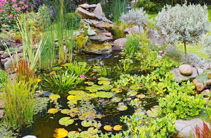 mare de jardin