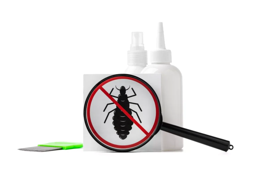 traitement thermique insectes