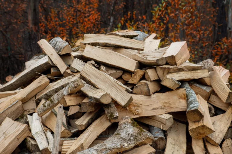 nuisibles dans le bois de chauffage