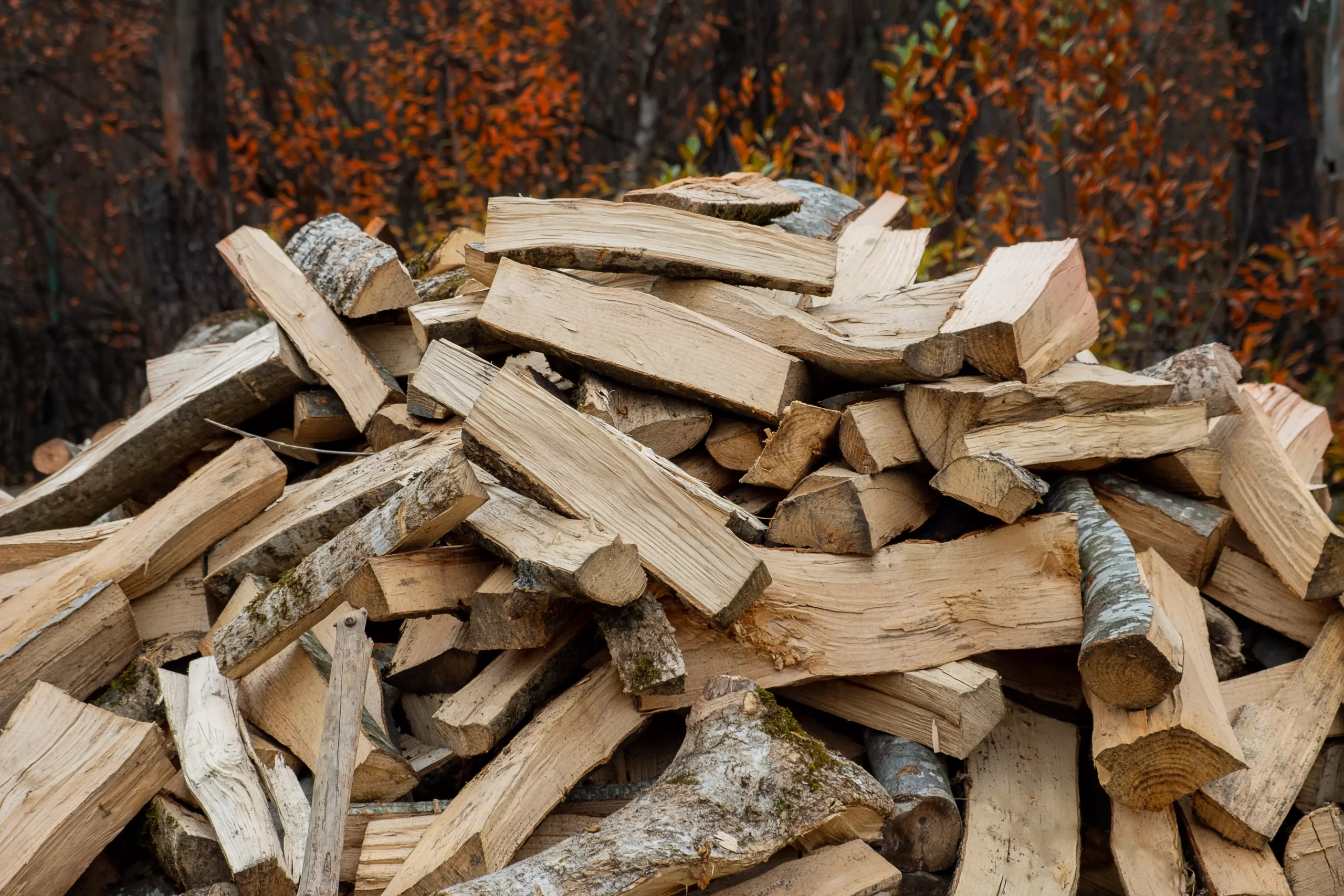 nuisibles dans le bois de chauffage